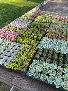 Full Tray of 72 Mixed- 1-2" Premium California Succulents