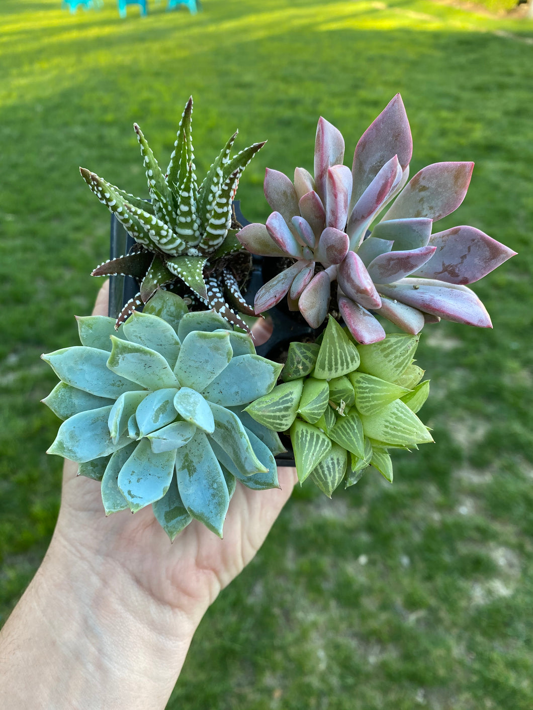 Pack of 4 Succulents - 2