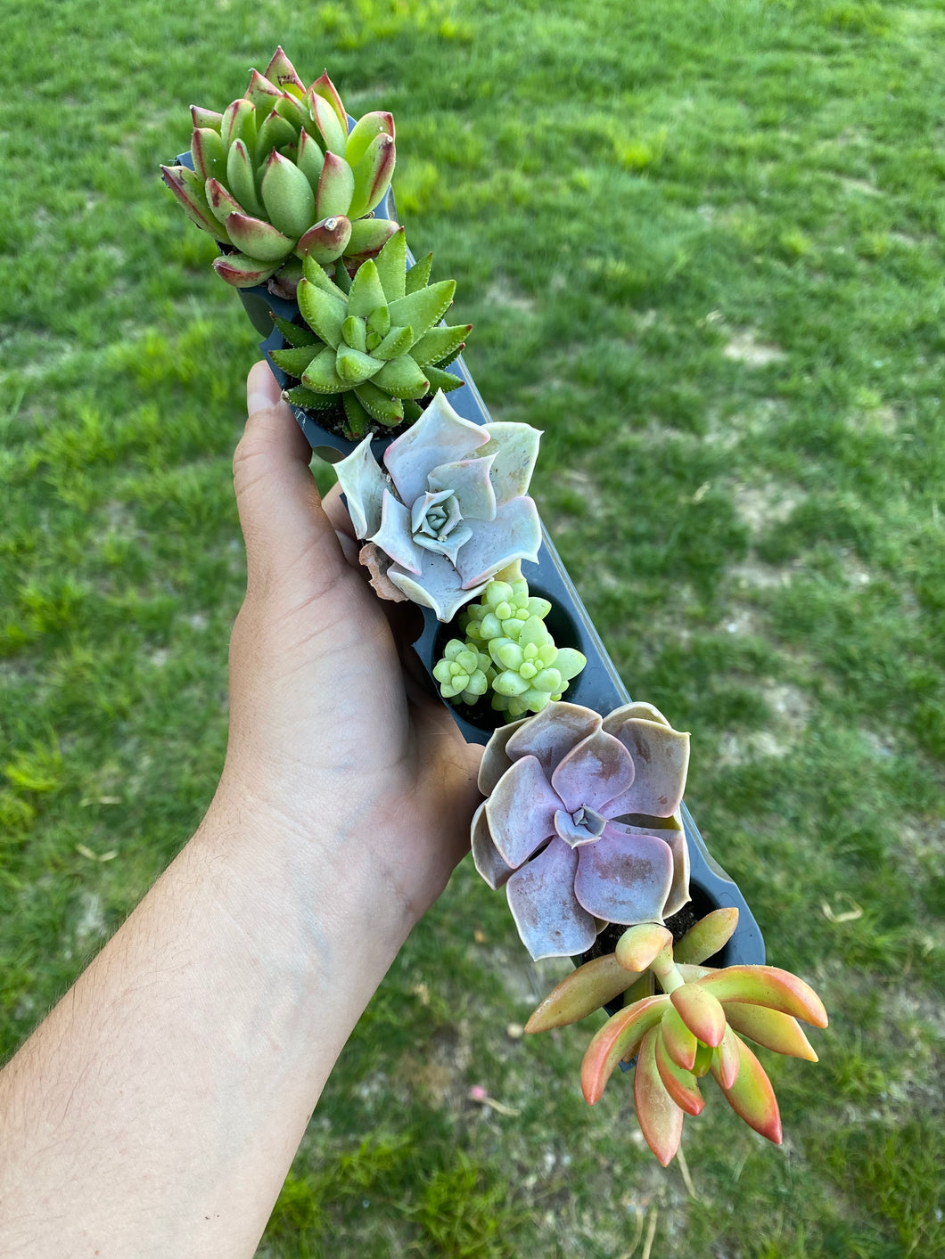 Pack of 6 Succulents - 2